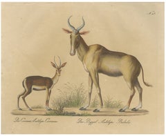 Antique Antelope Lithograph by Karl Joseph Brodtmann, 1816
