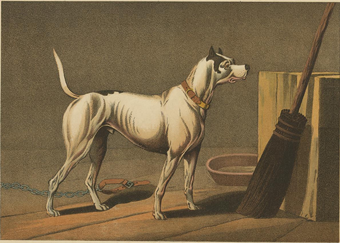 Handcolored aquatint made after Henry Alken by J. Clark.

The antique aquatint depicting a dog named 'Crab' by J. Clark around 1820 likely portrays a beloved pet or a celebrated dog of that era.

Given the naming of the dog, 'Crab,' and considering