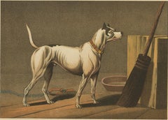 Antique Aquatint of a Dog named 'Crab' by J. Clark, circa 1820