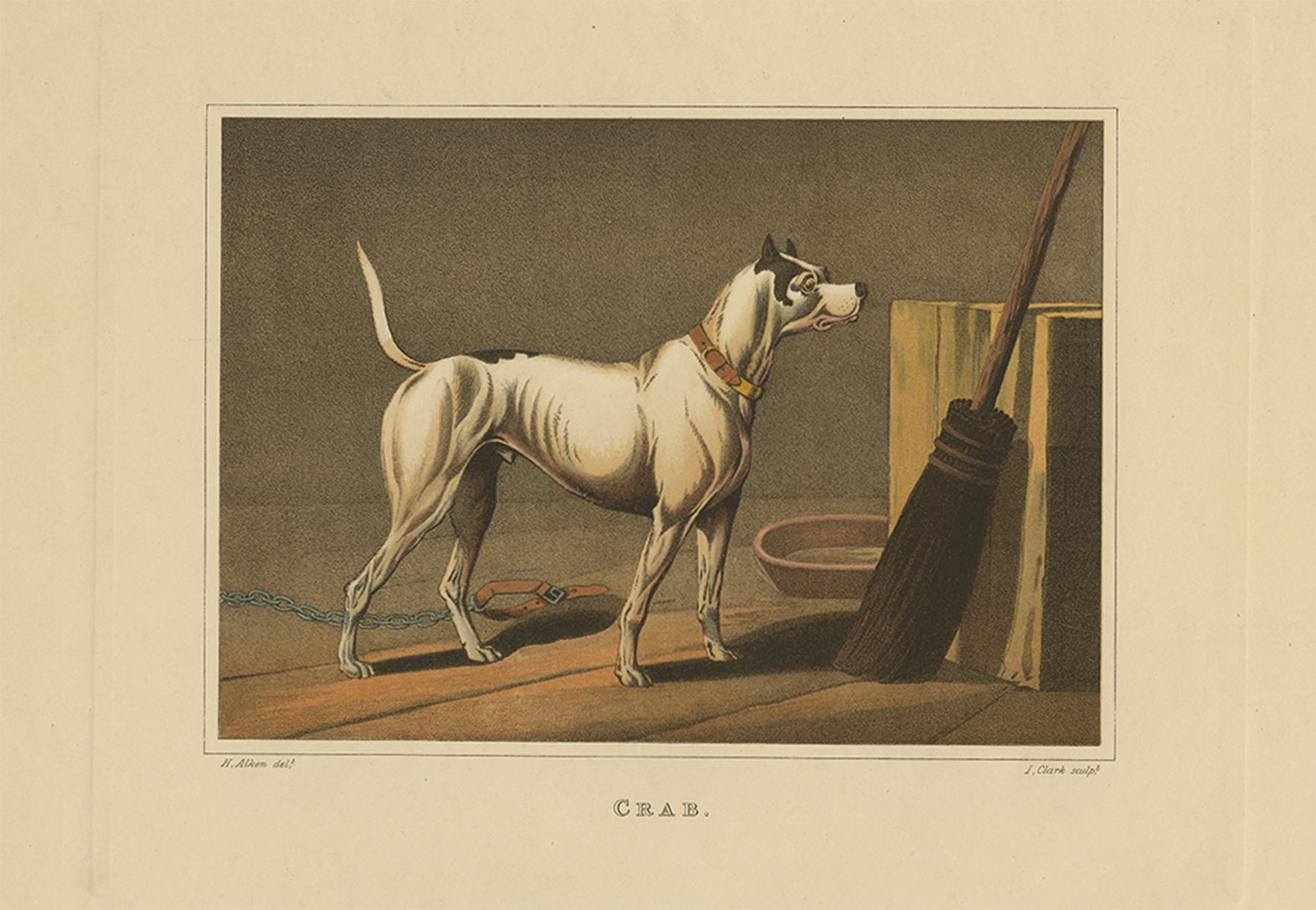 Aquatinte ancienne d'un chien nommé 'Crab' par J. Clark, vers 1820 Bon état - En vente à Langweer, NL