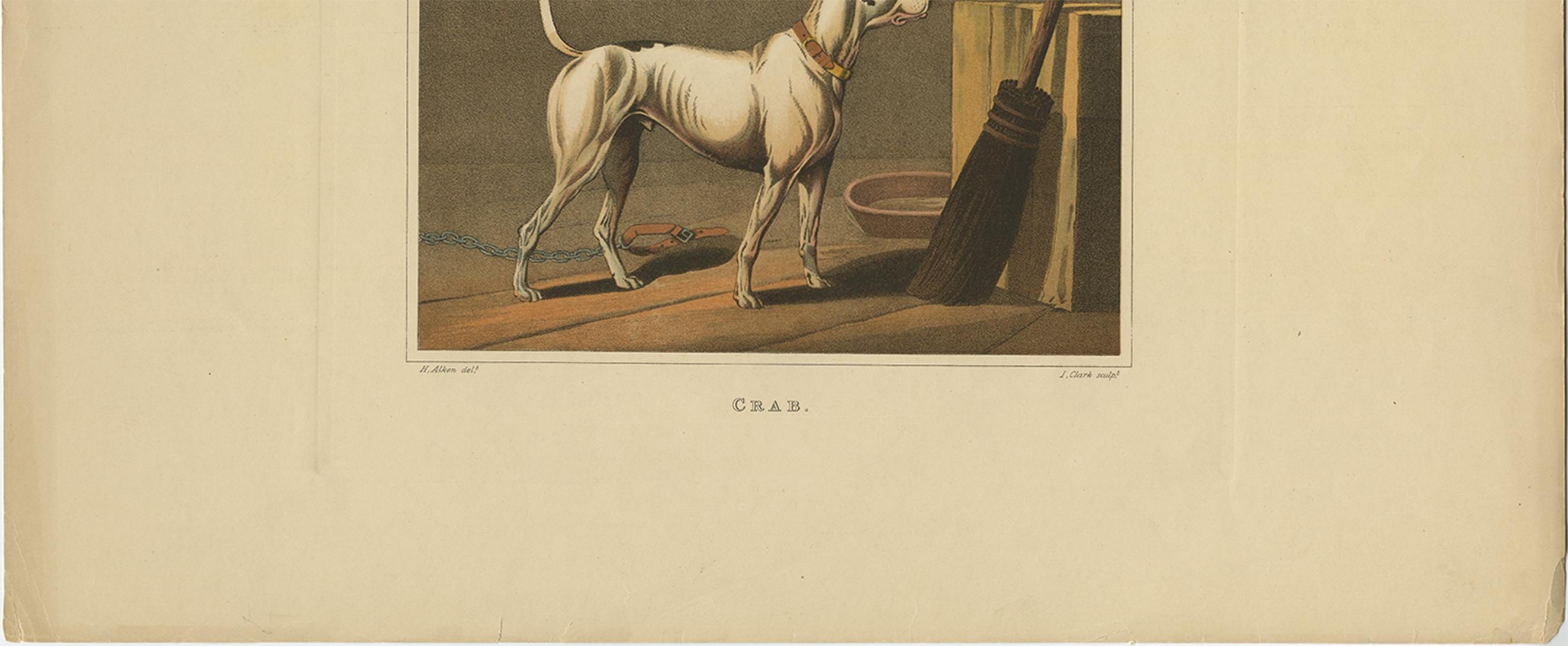XIXe siècle Aquatinte ancienne d'un chien nommé 'Crab' par J. Clark, vers 1820 en vente