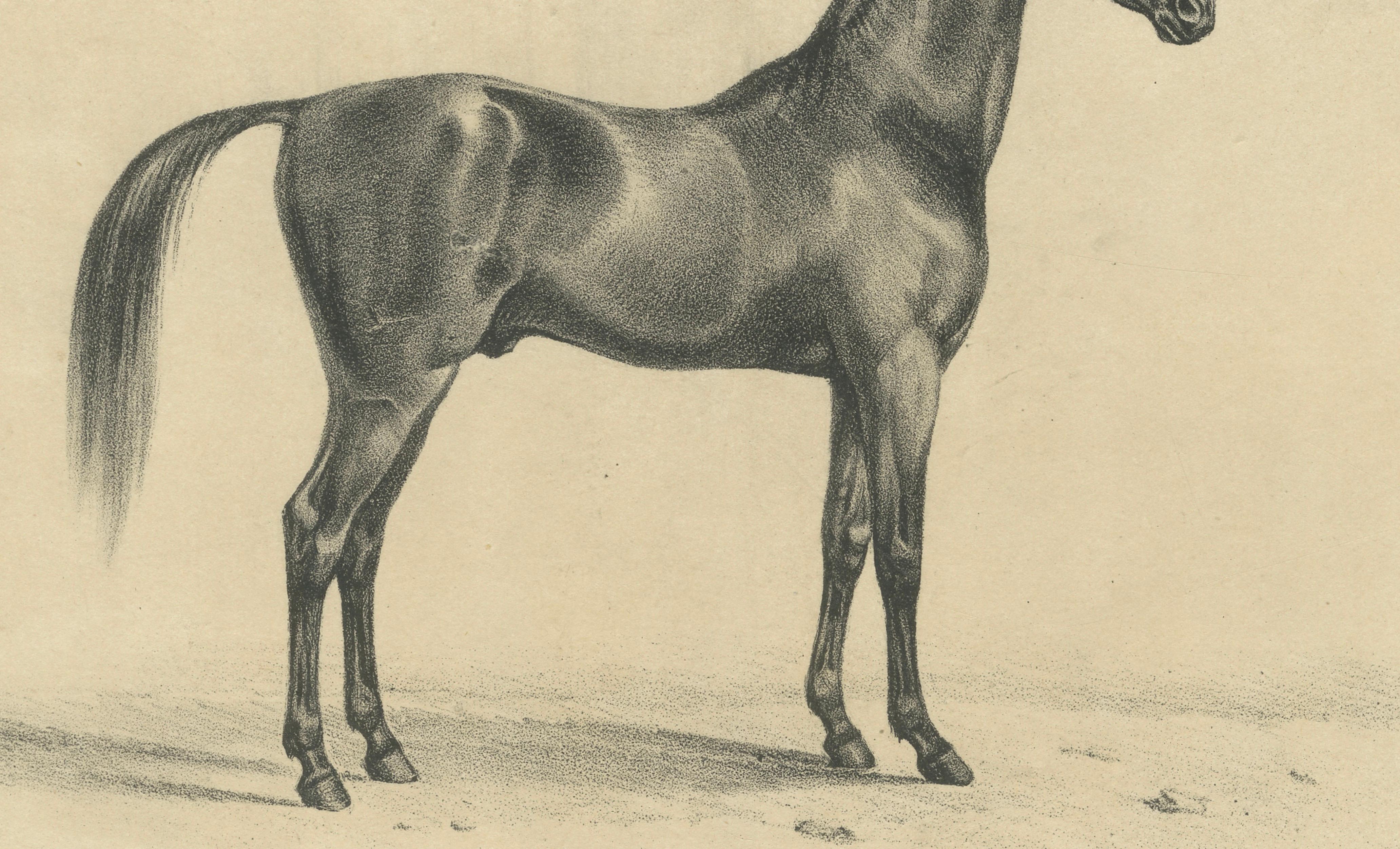 Antique Arabian Horse Lithograph “Aga” by August Jäger, 1846