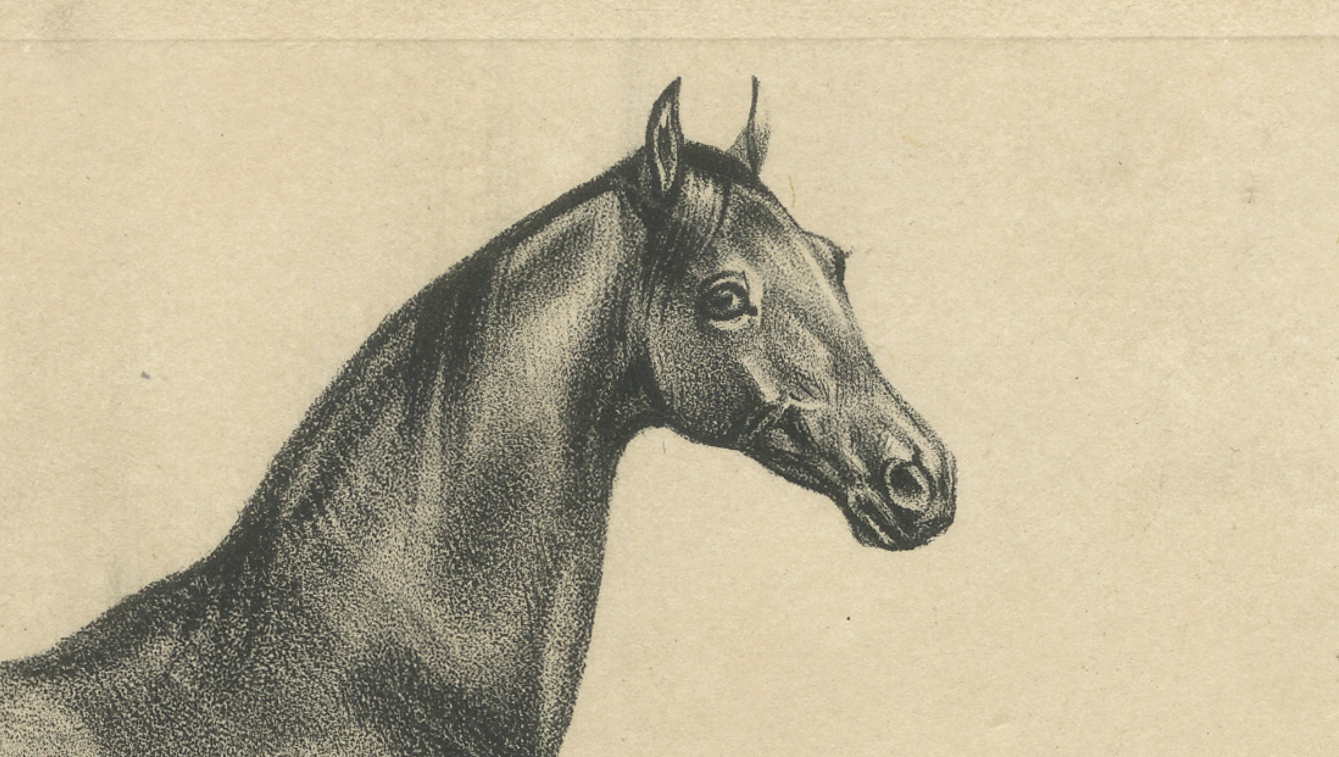 Antique Arabian Horse Lithograph “Aga” by August Jäger, 1846