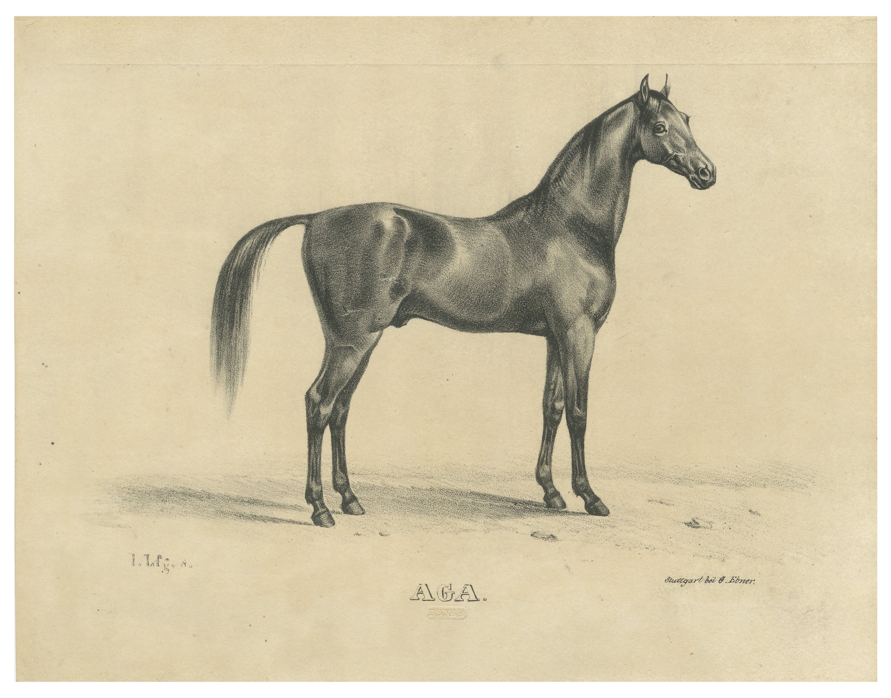 Antique Arabian Horse Lithograph “Aga” by August Jäger, 1846