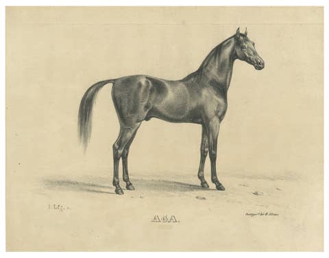 Antique Arabian Horse Lithograph “Aga” by August Jäger, 1846