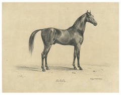 Antique Arabian Horse Lithograph “Aga” by August Jäger, 1846