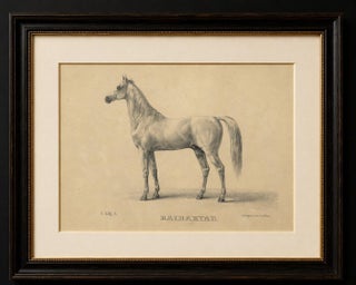 Antique Arabian Horse Lithograph “Bairaktar” by August Jäger, 1846, view 2