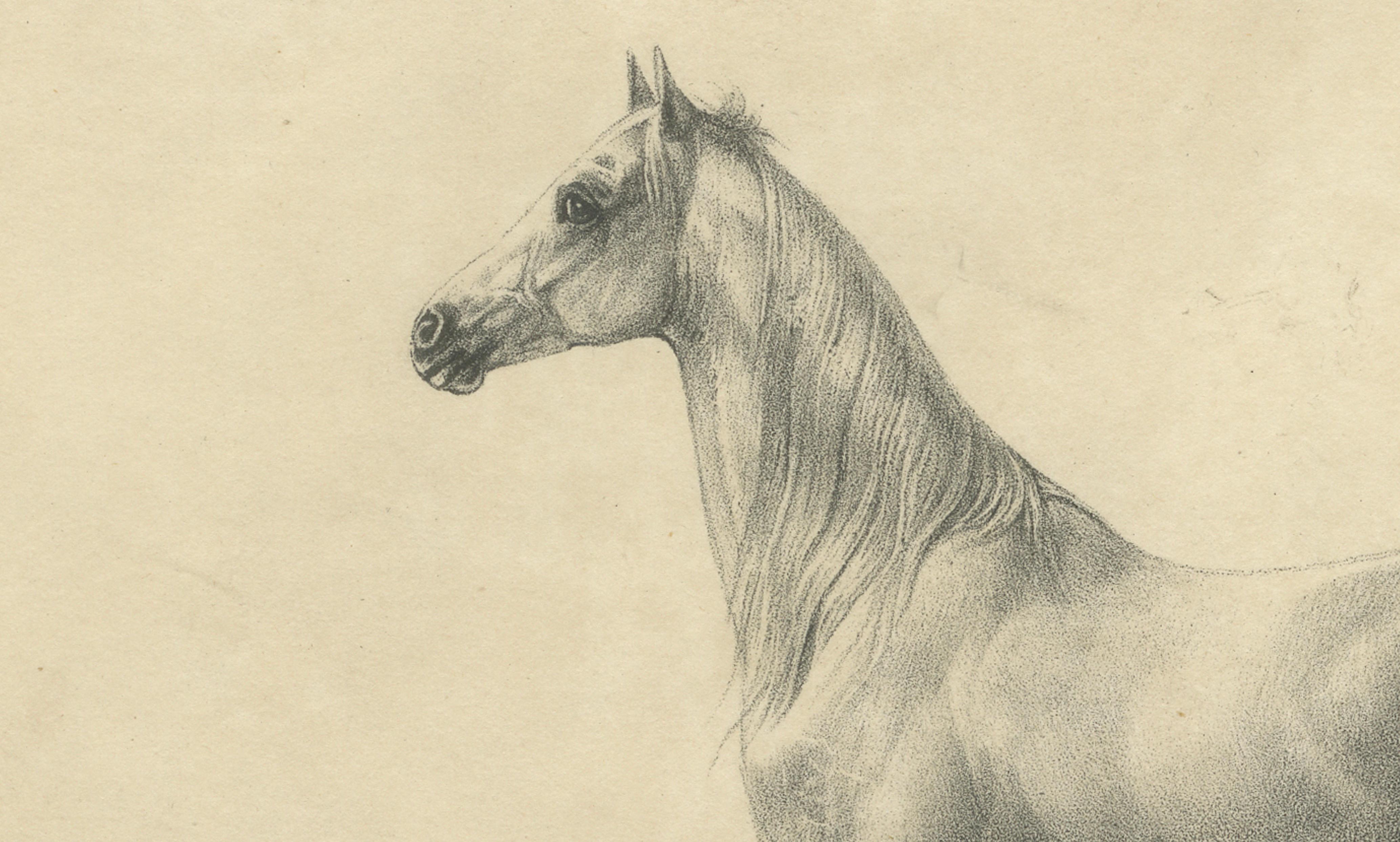 Antique Arabian Horse Lithograph “Bairaktar” by August Jäger, 1846