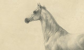 Antique Arabian Horse Lithograph “Bairaktar” by August Jäger, 1846, view 4