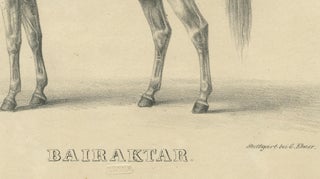 Antique Arabian Horse Lithograph “Bairaktar” by August Jäger, 1846, view 5