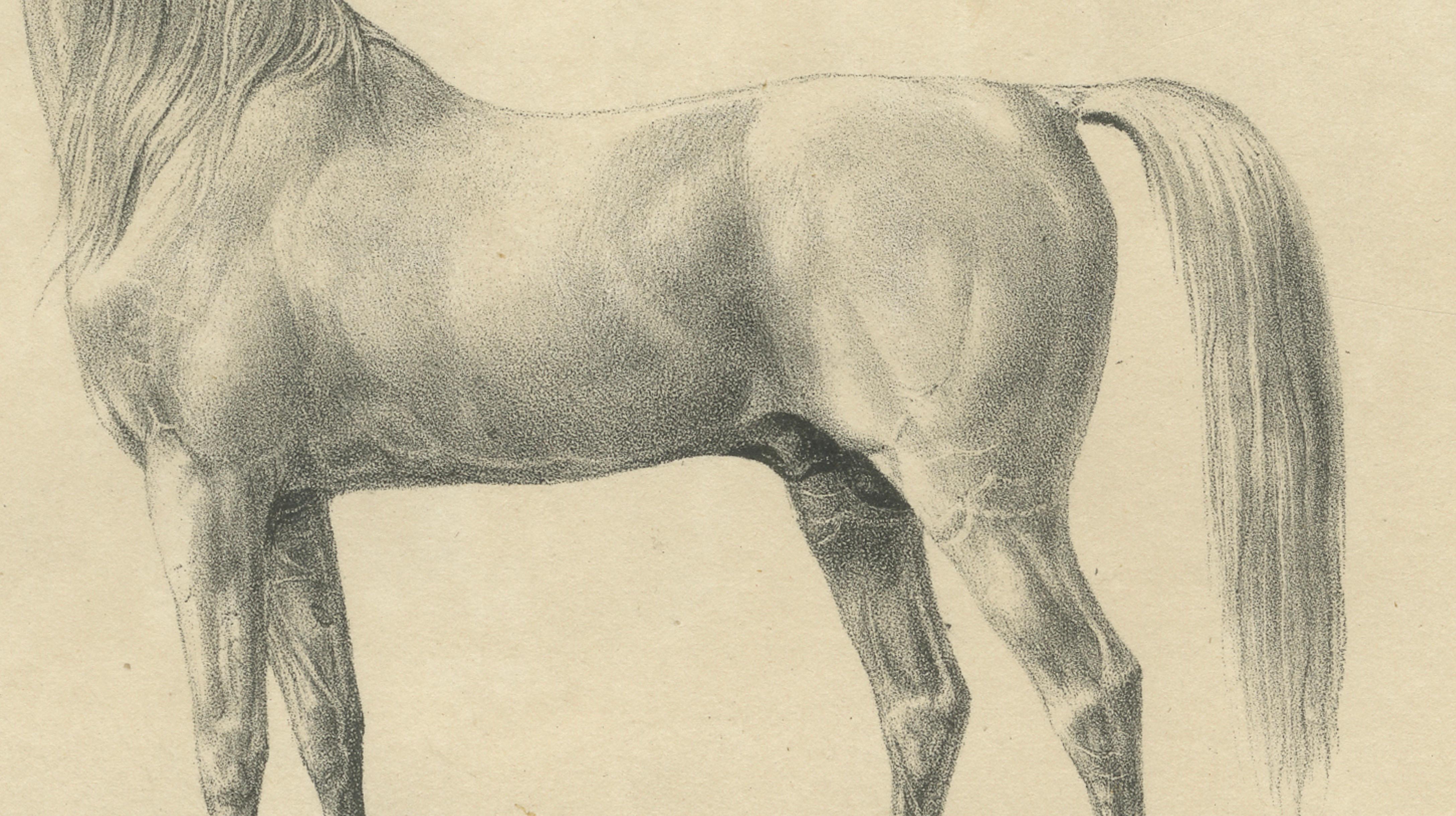 Antique Arabian Horse Lithograph “Bairaktar” by August Jäger, 1846