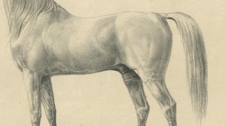 Antique Arabian Horse Lithograph “Bairaktar” by August Jäger, 1846, view 6