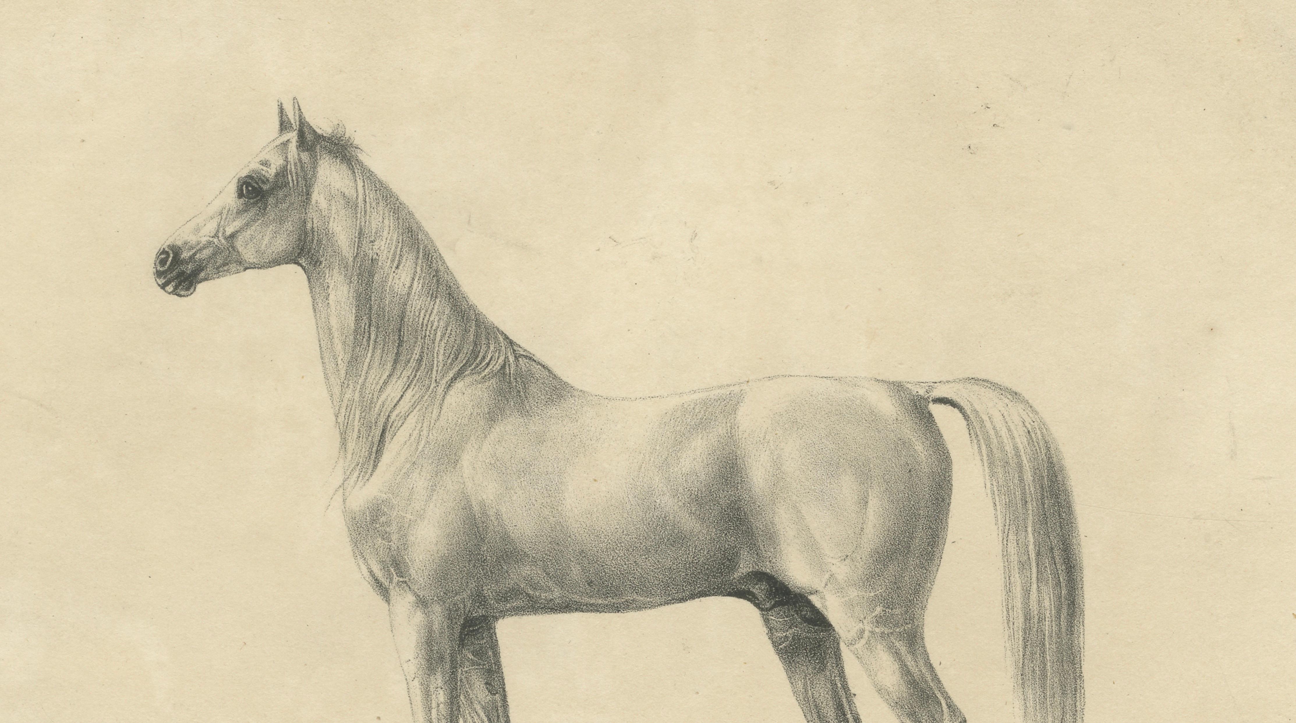 Antique Arabian Horse Lithograph “Bairaktar” by August Jäger, 1846
