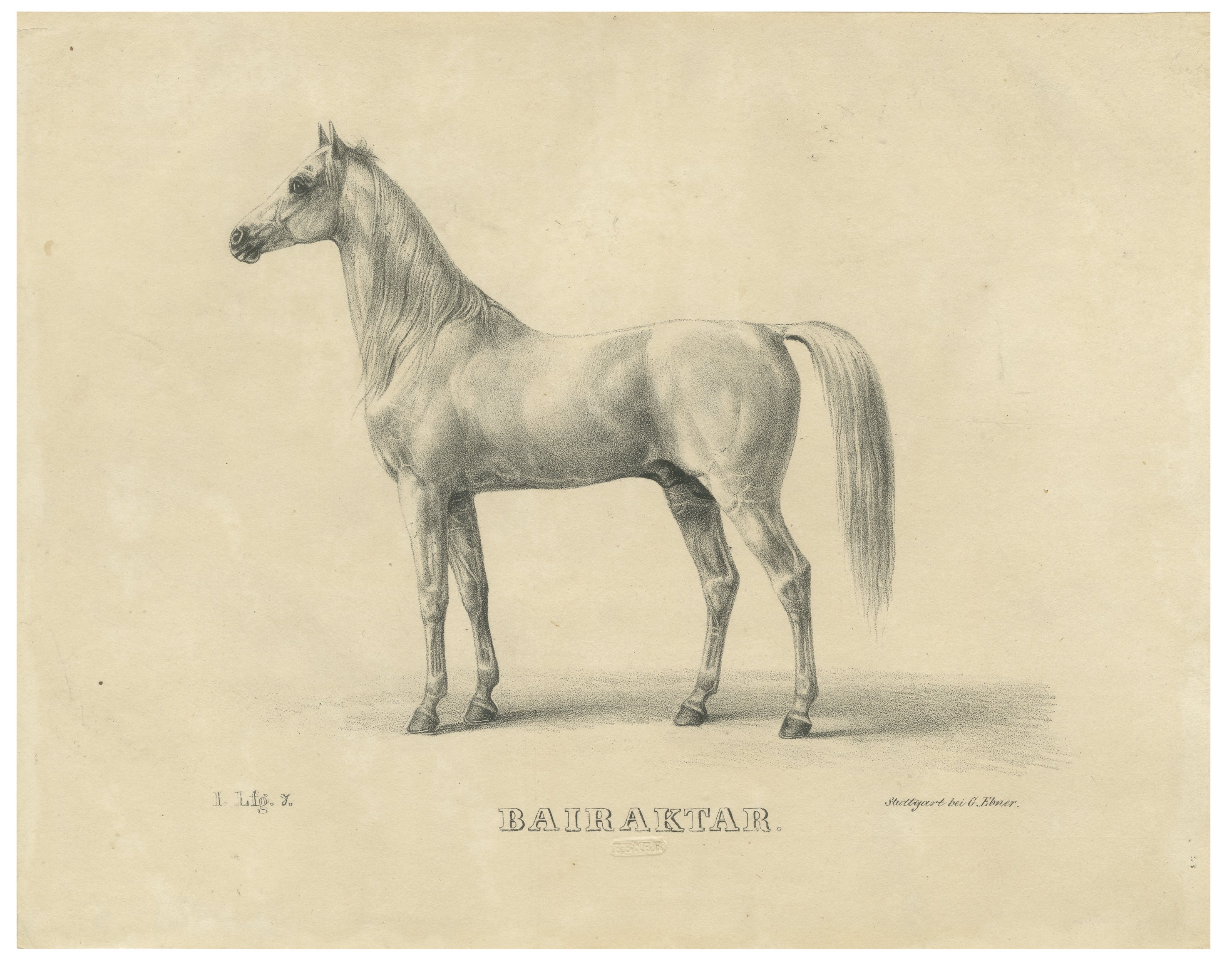 Antique Arabian Horse Lithograph “Bairaktar” by August Jäger, 1846