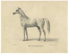 Antique Arabian Horse Lithograph “Bairaktar” by August Jäger, 1846