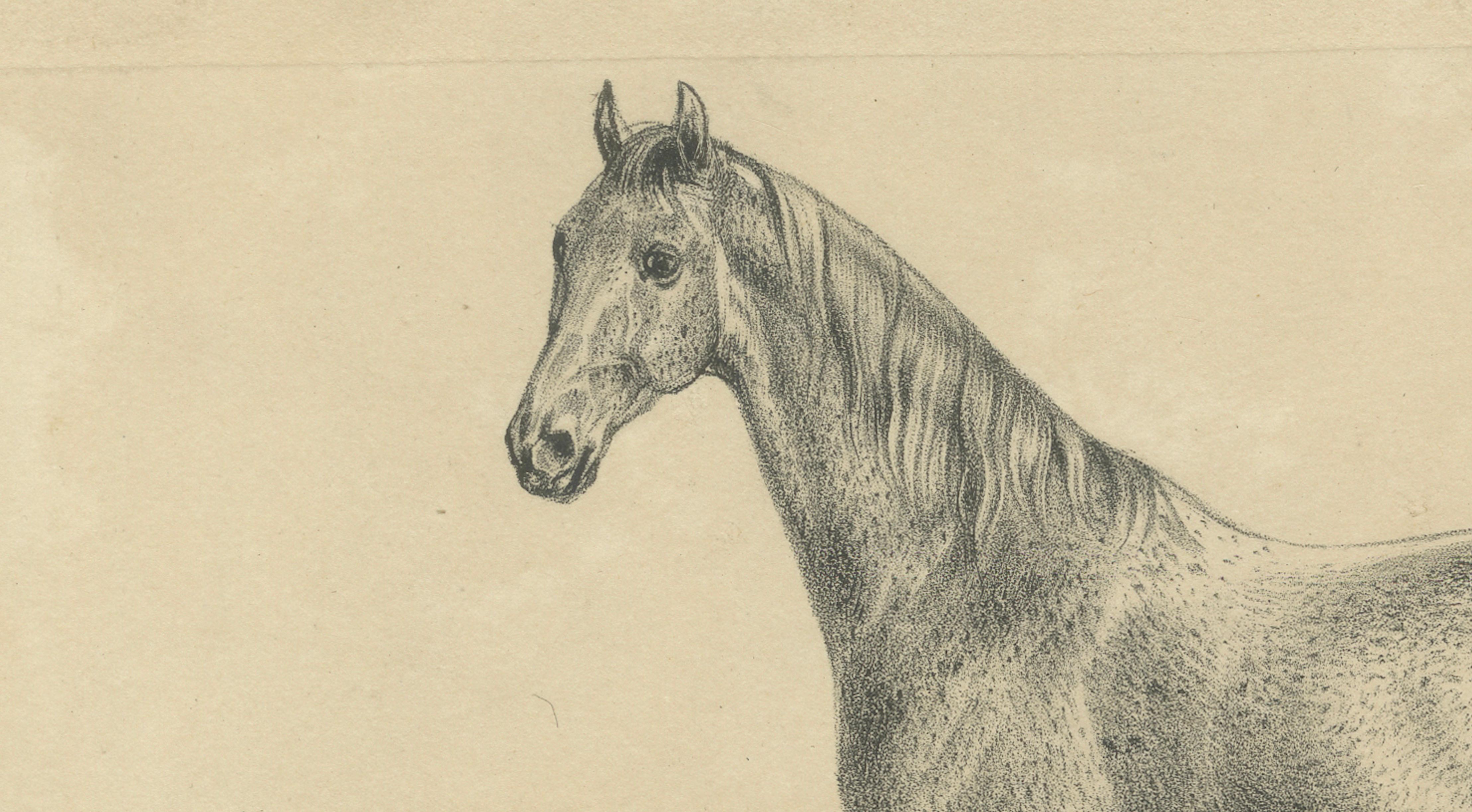 Antique Arabian Horse Lithograph “Burnu” by August Jäger, 1846