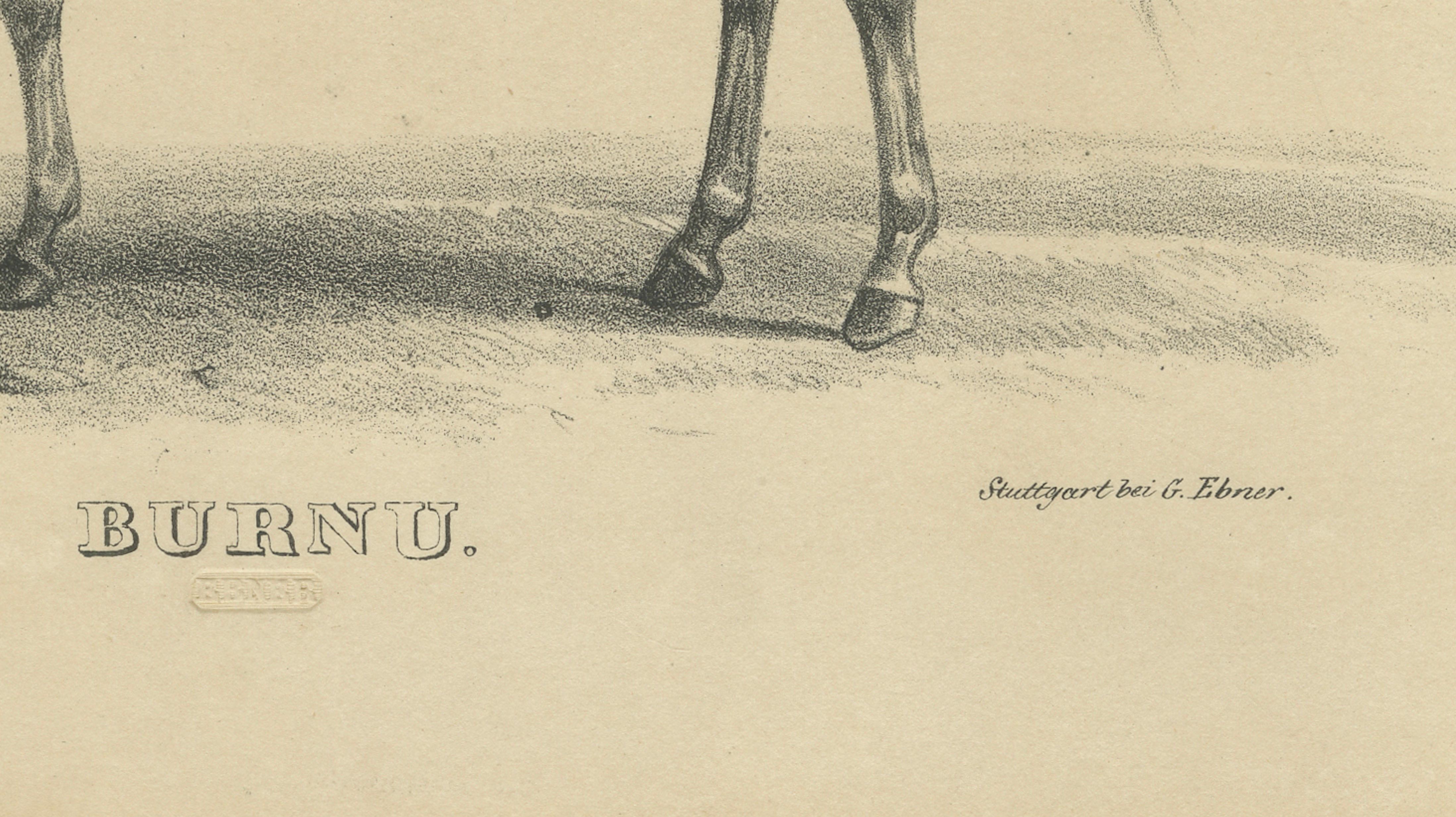 Antique Arabian Horse Lithograph “Burnu” by August Jäger, 1846