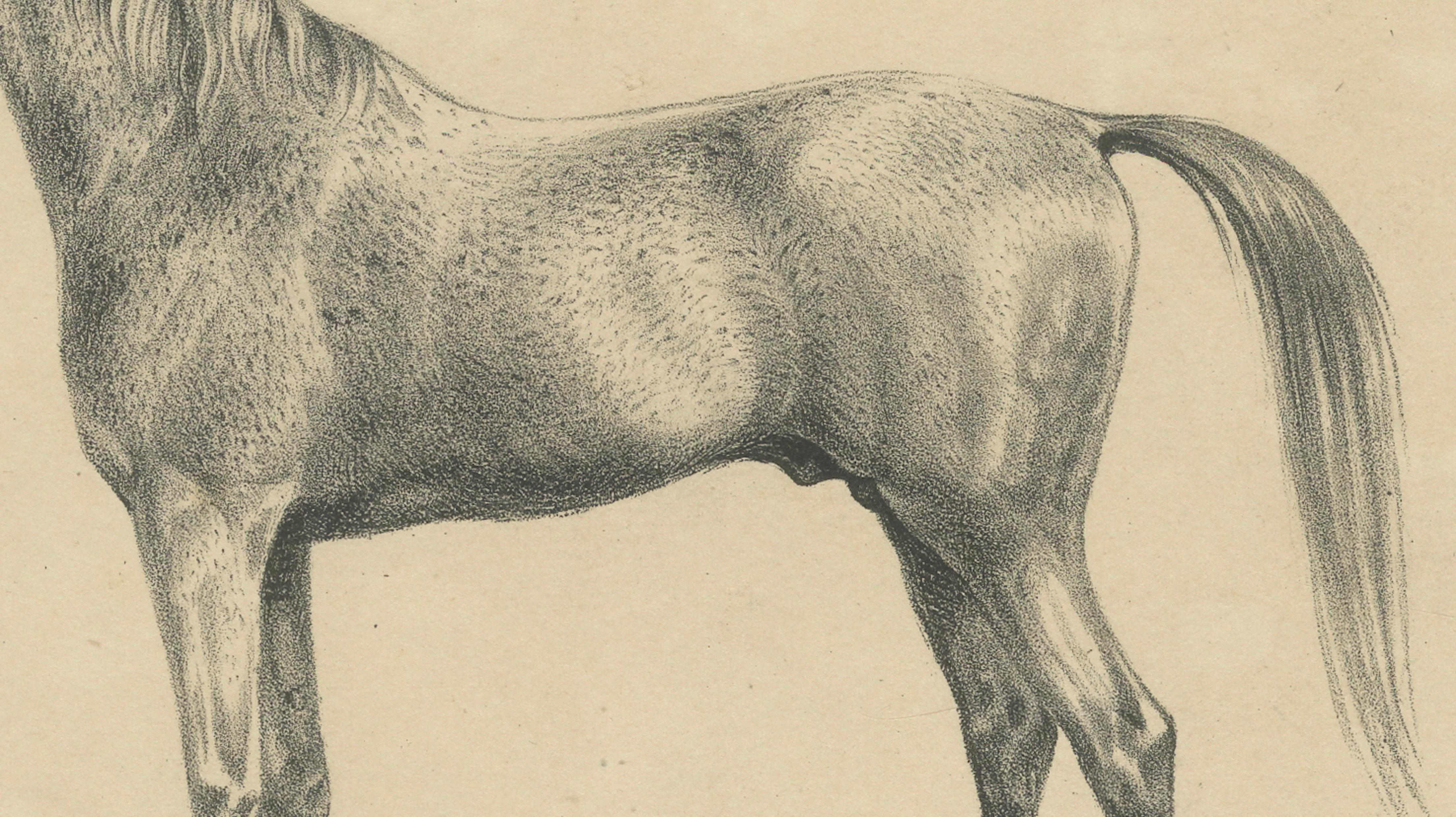 Antique Arabian Horse Lithograph “Burnu” by August Jäger, 1846