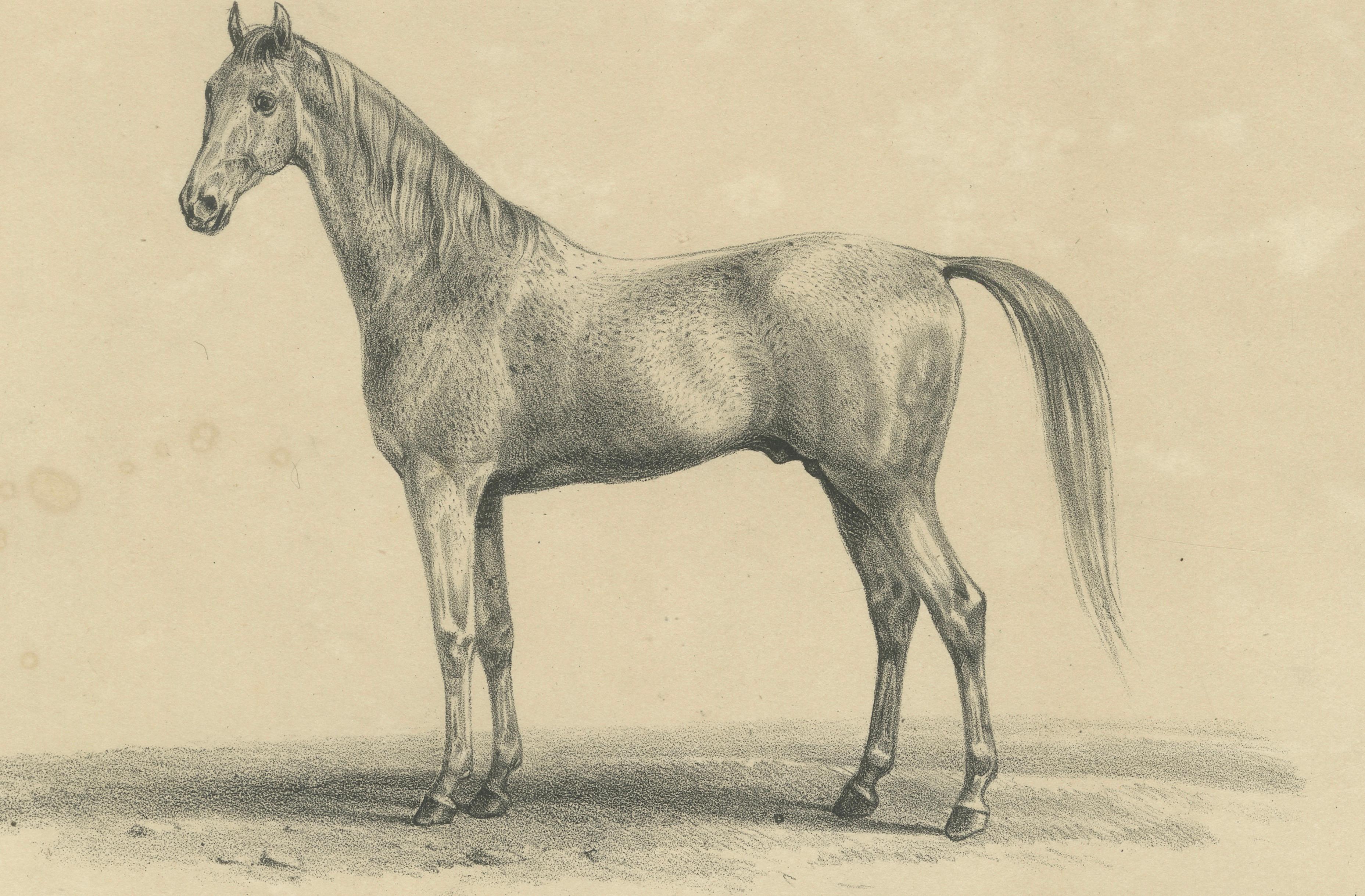 Antique Arabian Horse Lithograph “Burnu” by August Jäger, 1846