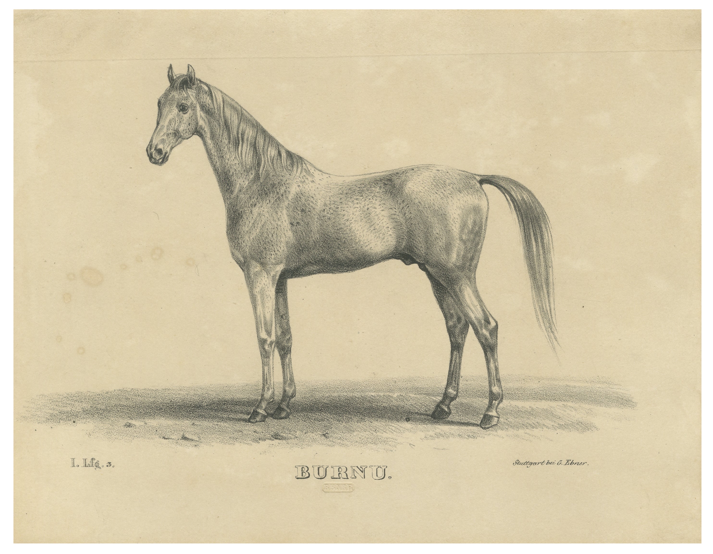 Lithographie ancienne du cheval arabe "Burnu" par August Jäger, 1846 en vente