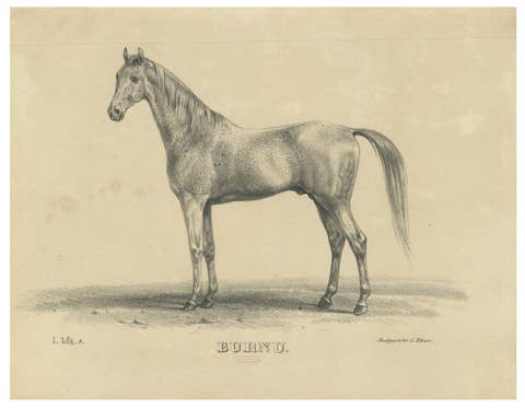 Antique Arabian Horse Lithograph “Burnu” by August Jäger, 1846