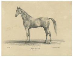 Antique Arabian Horse Lithograph “Burnu” by August Jäger, 1846