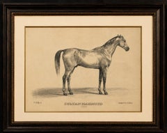 Antique Arabian Horse Lithograph Sultan Mahmoud, Stuttgart 1846