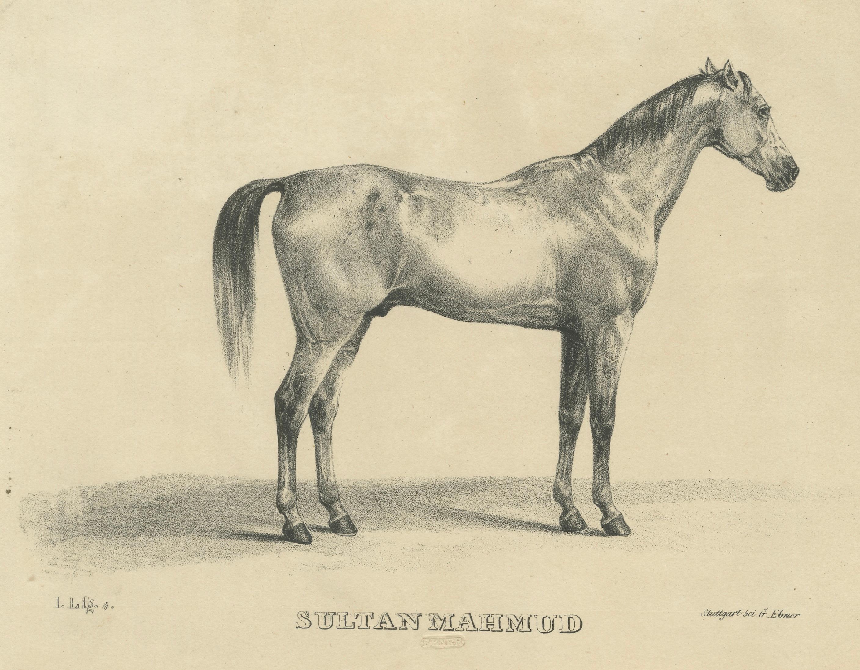 Antique Arabian Horse Lithograph Sultan Mahmoud, Stuttgart 1846