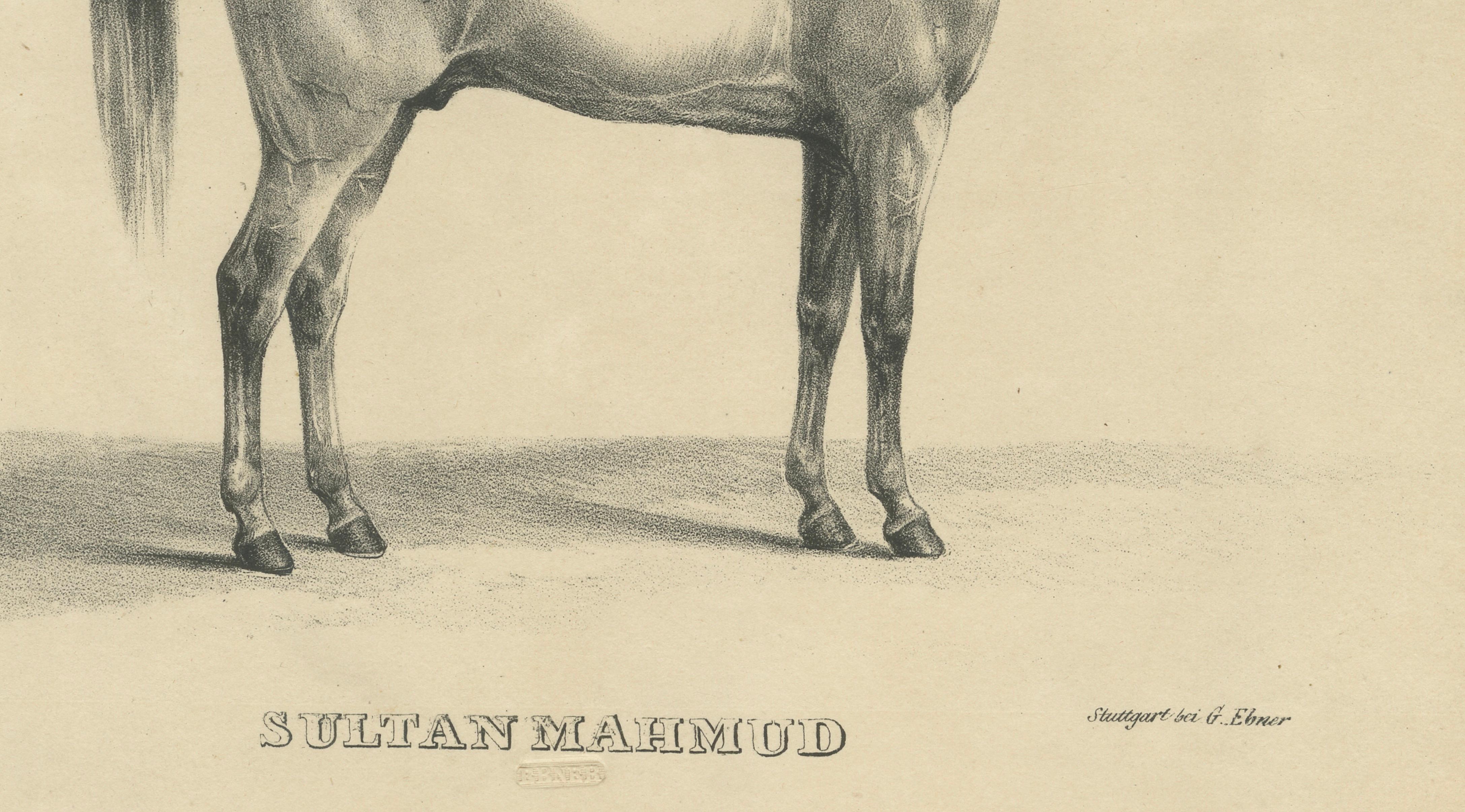 Antique Arabian Horse Lithograph Sultan Mahmoud, Stuttgart 1846