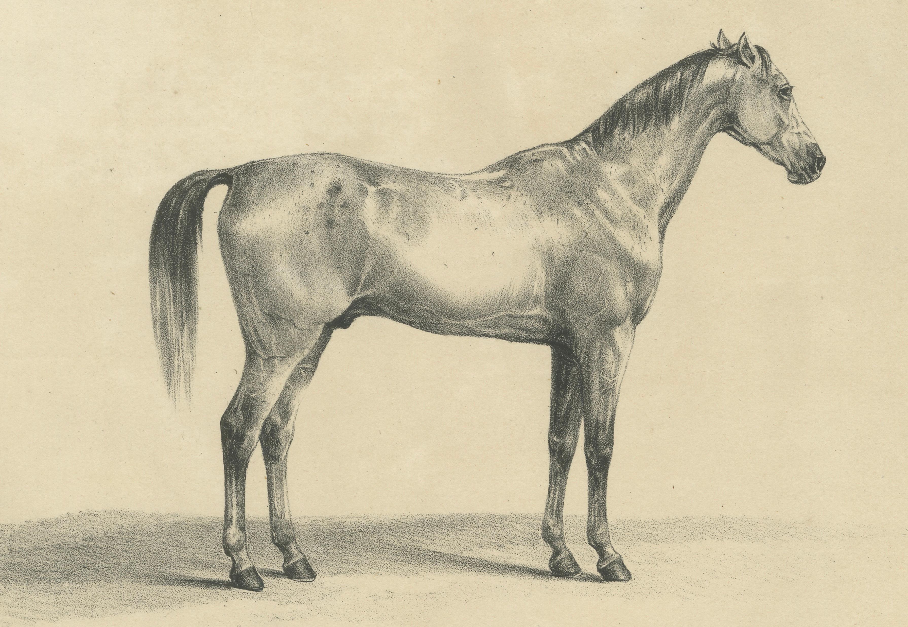 Antique Arabian Horse Lithograph Sultan Mahmoud, Stuttgart 1846