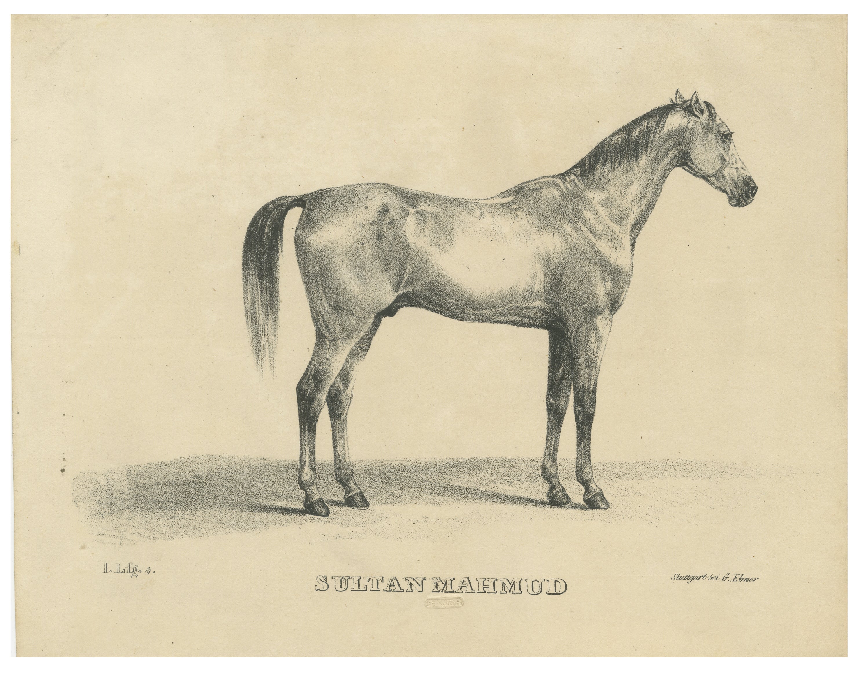 Antique Arabian Horse Lithograph Sultan Mahmoud, Stuttgart 1846