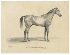 Antique Arabian Horse Lithograph Sultan Mahmoud, Stuttgart 1846