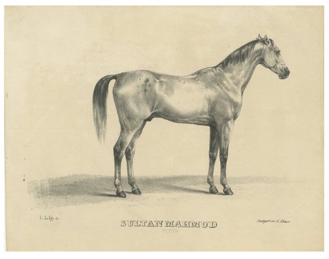 Antique Arabian Horse Lithograph Sultan Mahmoud, Stuttgart 1846