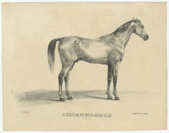 Antique Arabian Horse Lithograph Sultan Mahmoud, Stuttgart 1846