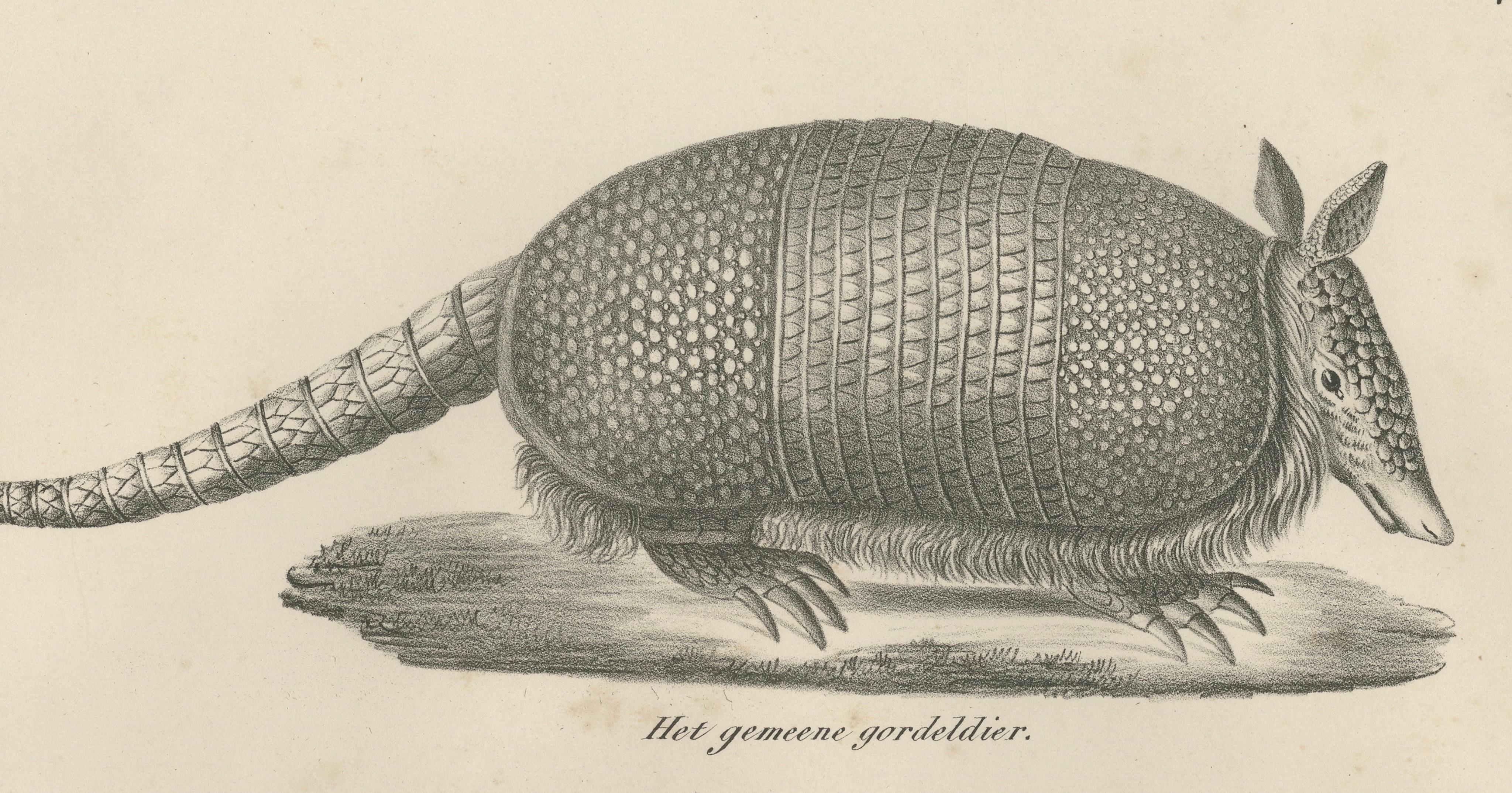 Antique Armadillo, Pangolin & Anteater Lithographs – Brodtmann c.1830