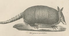 Antique Armadillo, Pangolin & Anteater Lithographs – Brodtmann c.1830