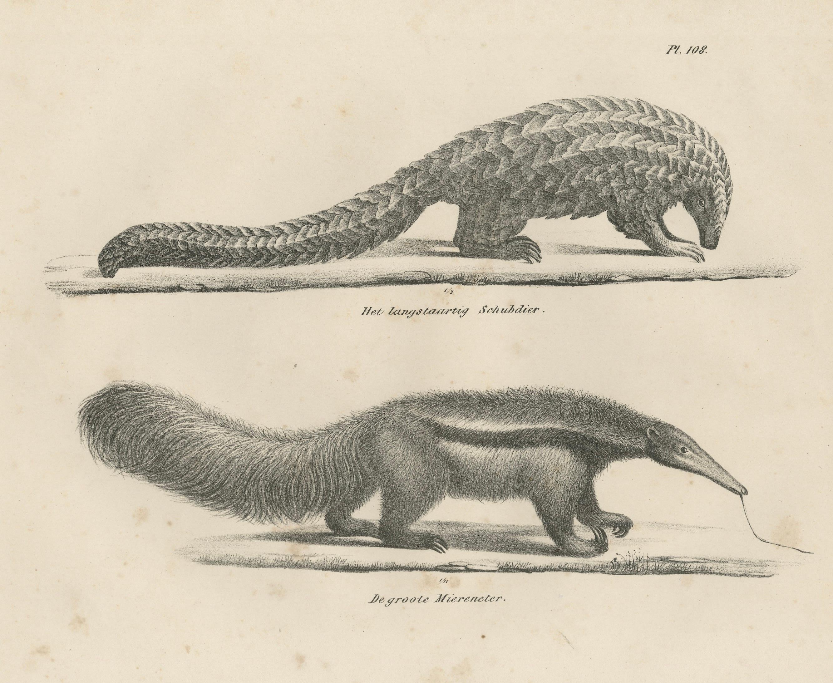 Antique Armadillo, Pangolin & Anteater Lithographs – Brodtmann c.1830