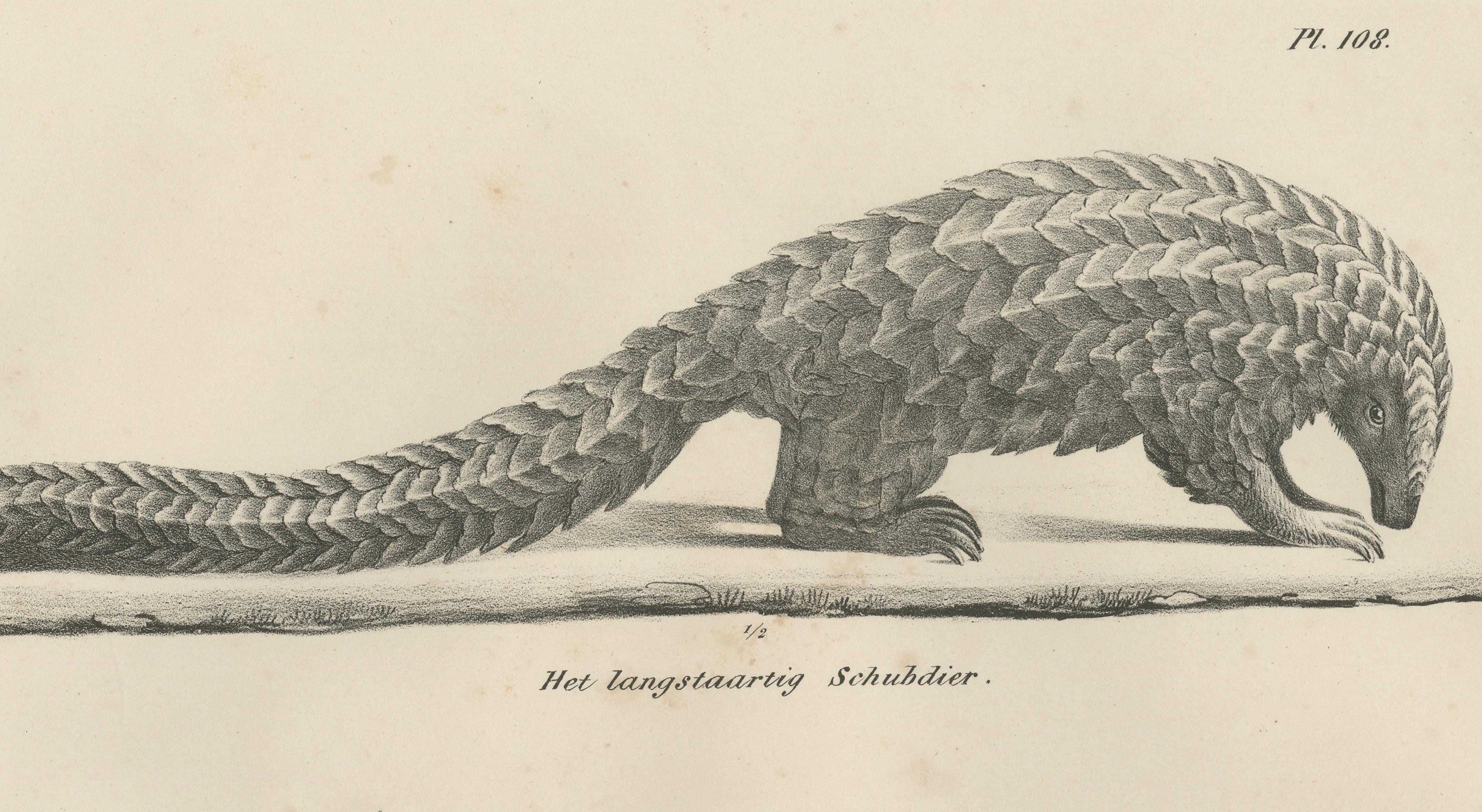 Antique Armadillo, Pangolin & Anteater Lithographs – Brodtmann c.1830