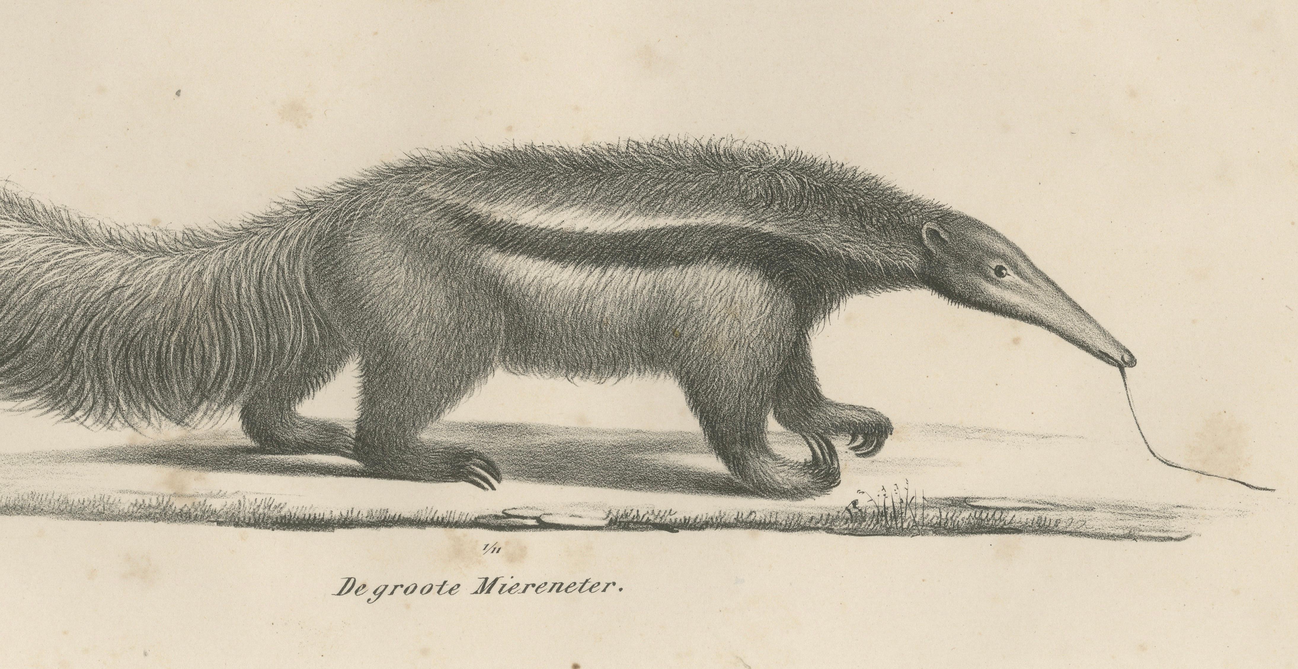 Antique Armadillo, Pangolin & Anteater Lithographs – Brodtmann c.1830