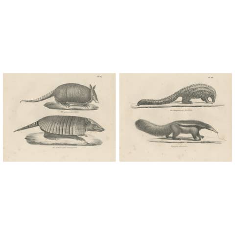 Antique Armadillo, Pangolin & Anteater Lithographs – Brodtmann c.1830