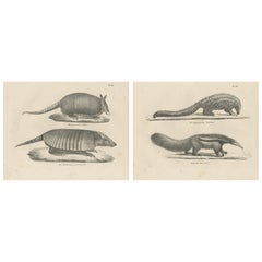 Antique Armadillo, Pangolin 
Anteater Lithographs – Brodtmann c.1830