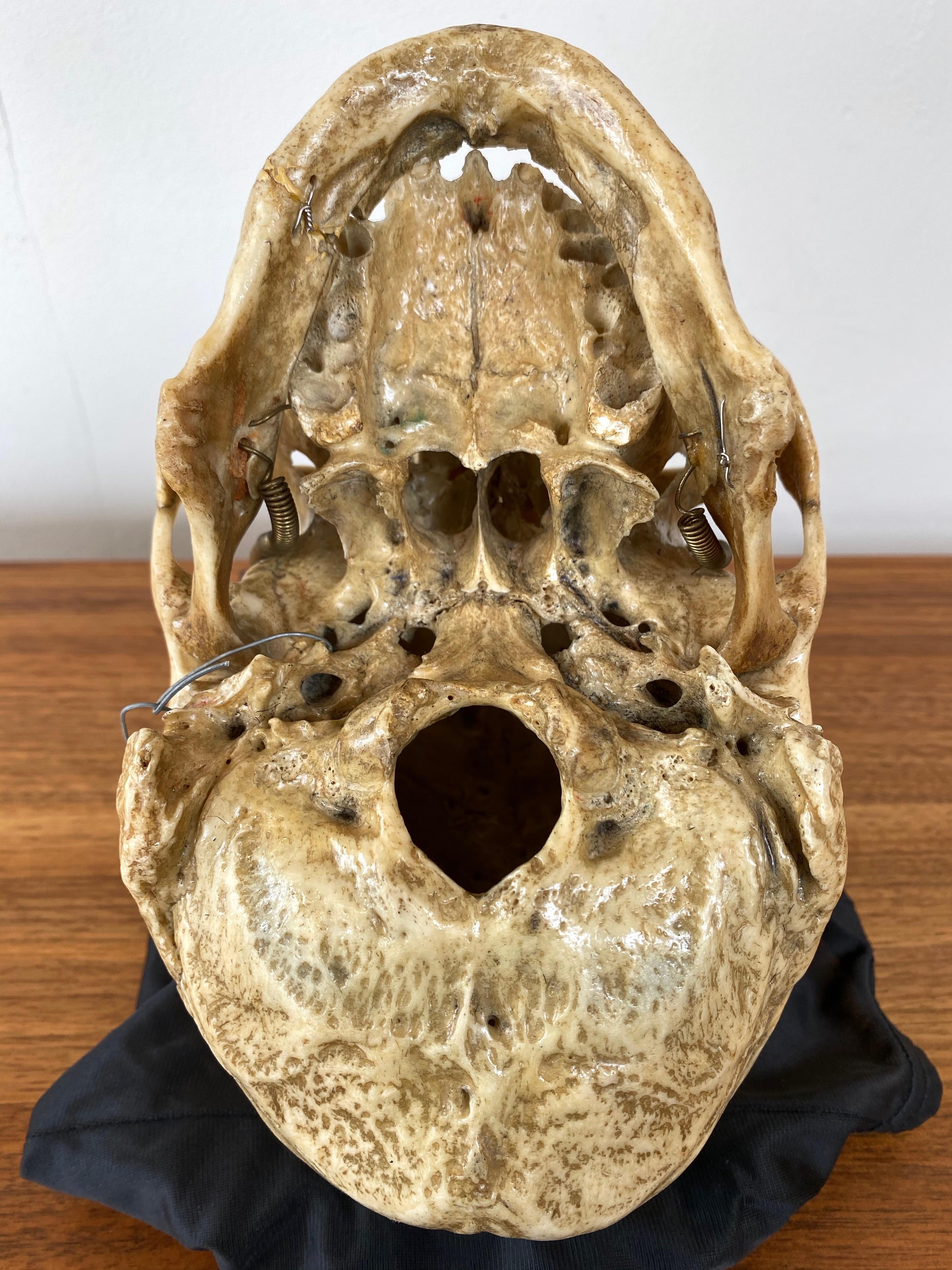 Antique Articulated Human Skull, Medical Teaching Specimen, 1920 3