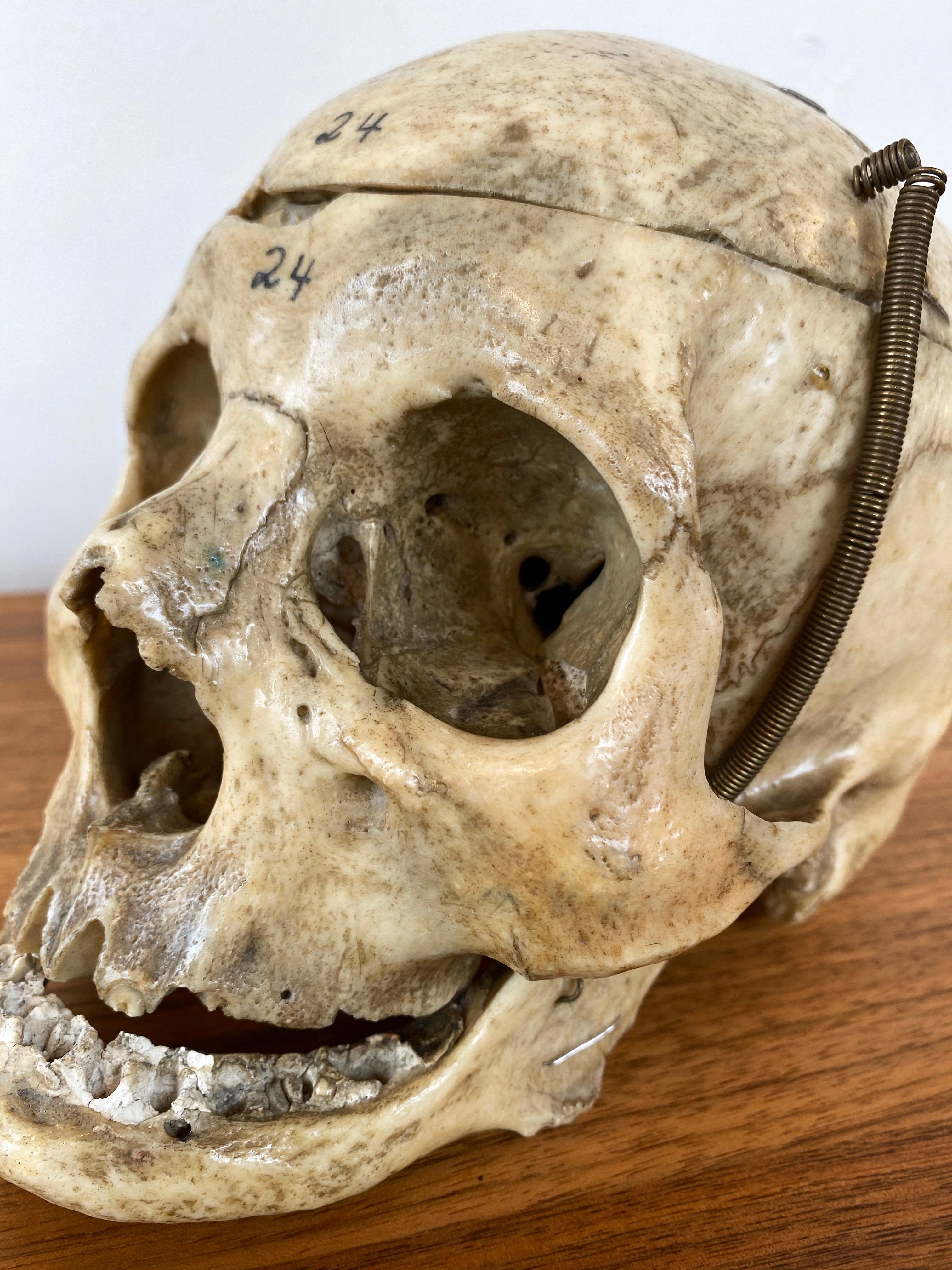 Antique Articulated Human Skull, Medical Teaching Specimen, 1920 4