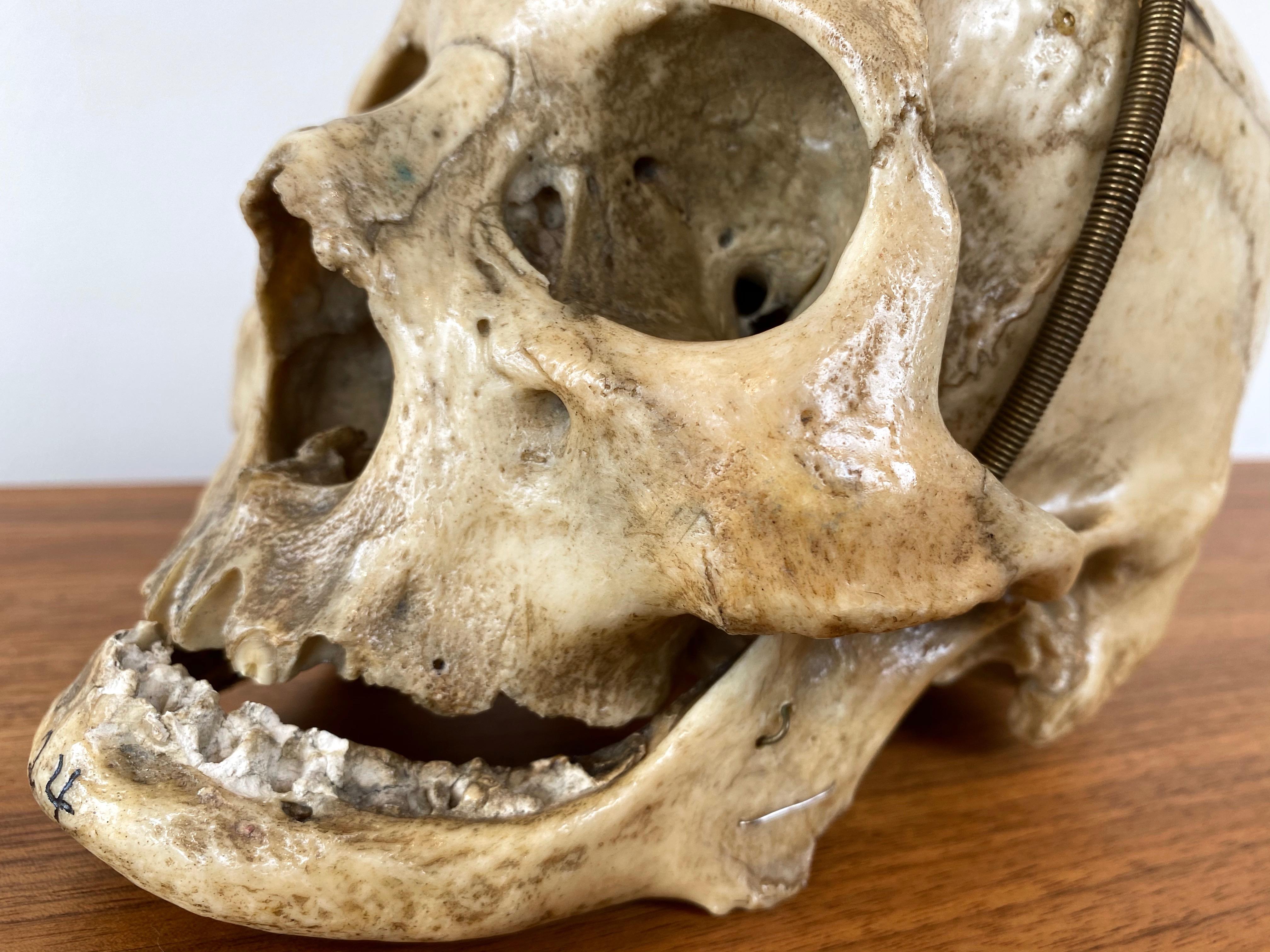 Antique Articulated Human Skull, Medical Teaching Specimen, 1920 5