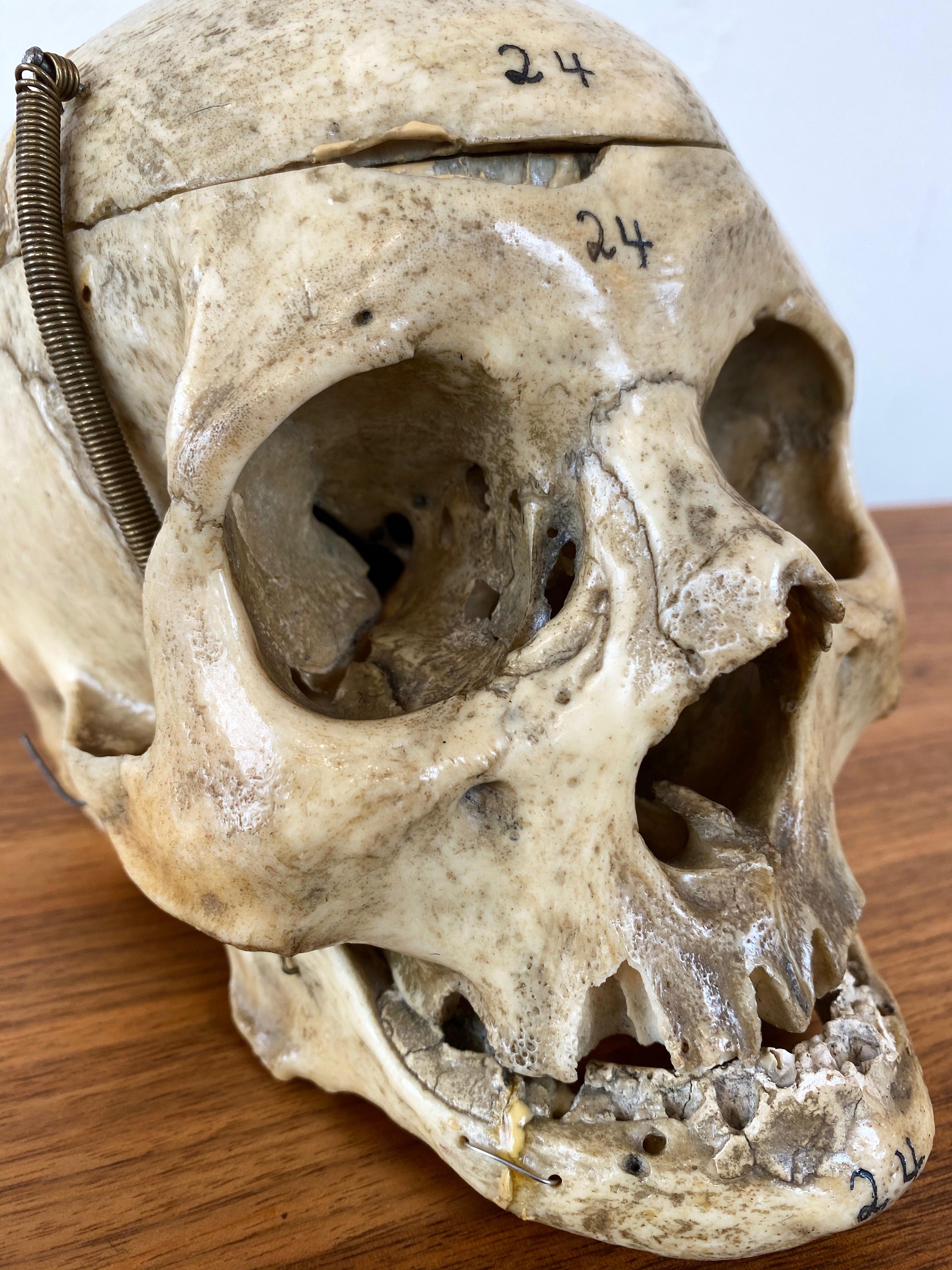 Antique Articulated Human Skull, Medical Teaching Specimen, 1920 9