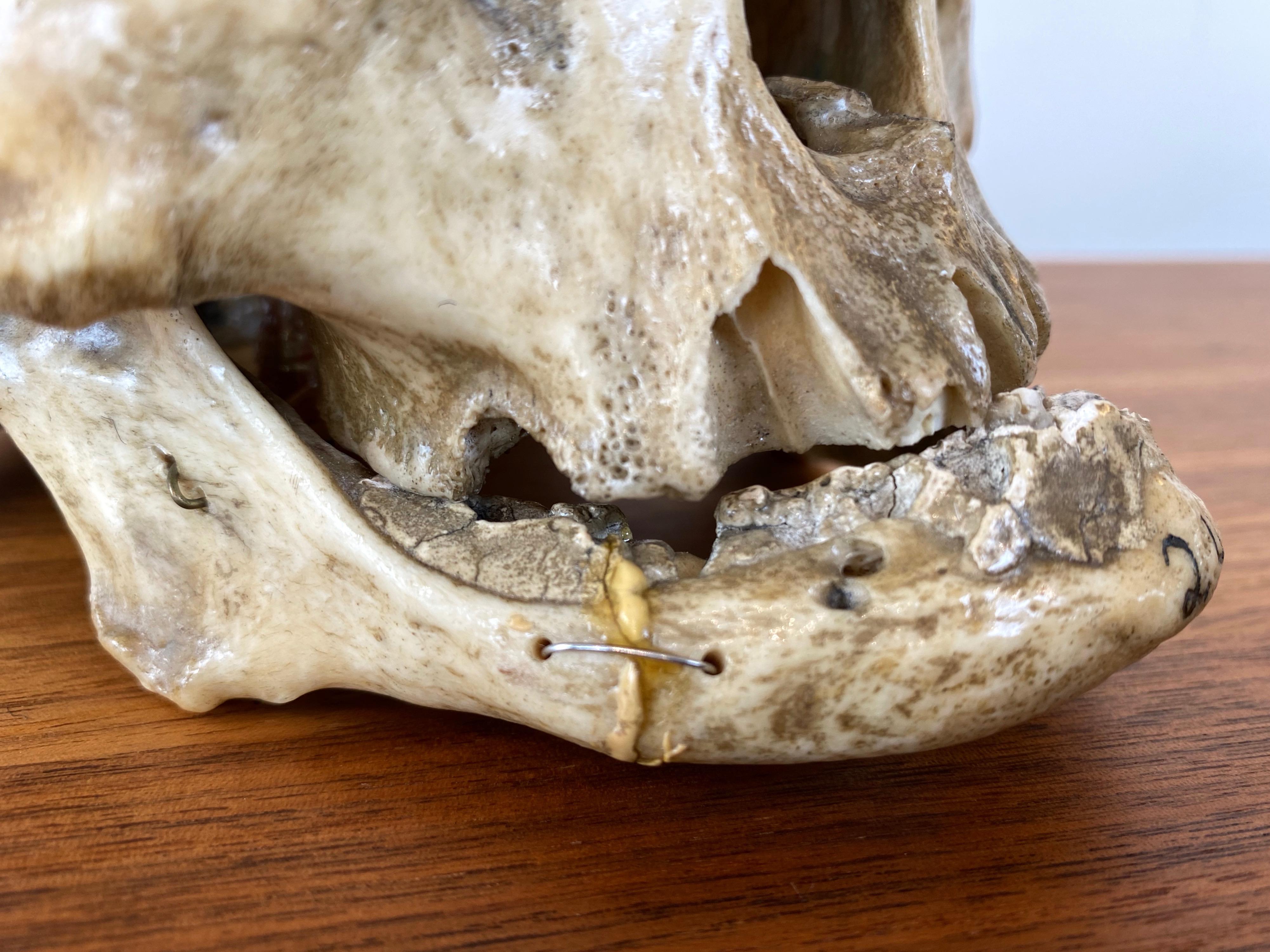 Antique Articulated Human Skull, Medical Teaching Specimen, 1920 10