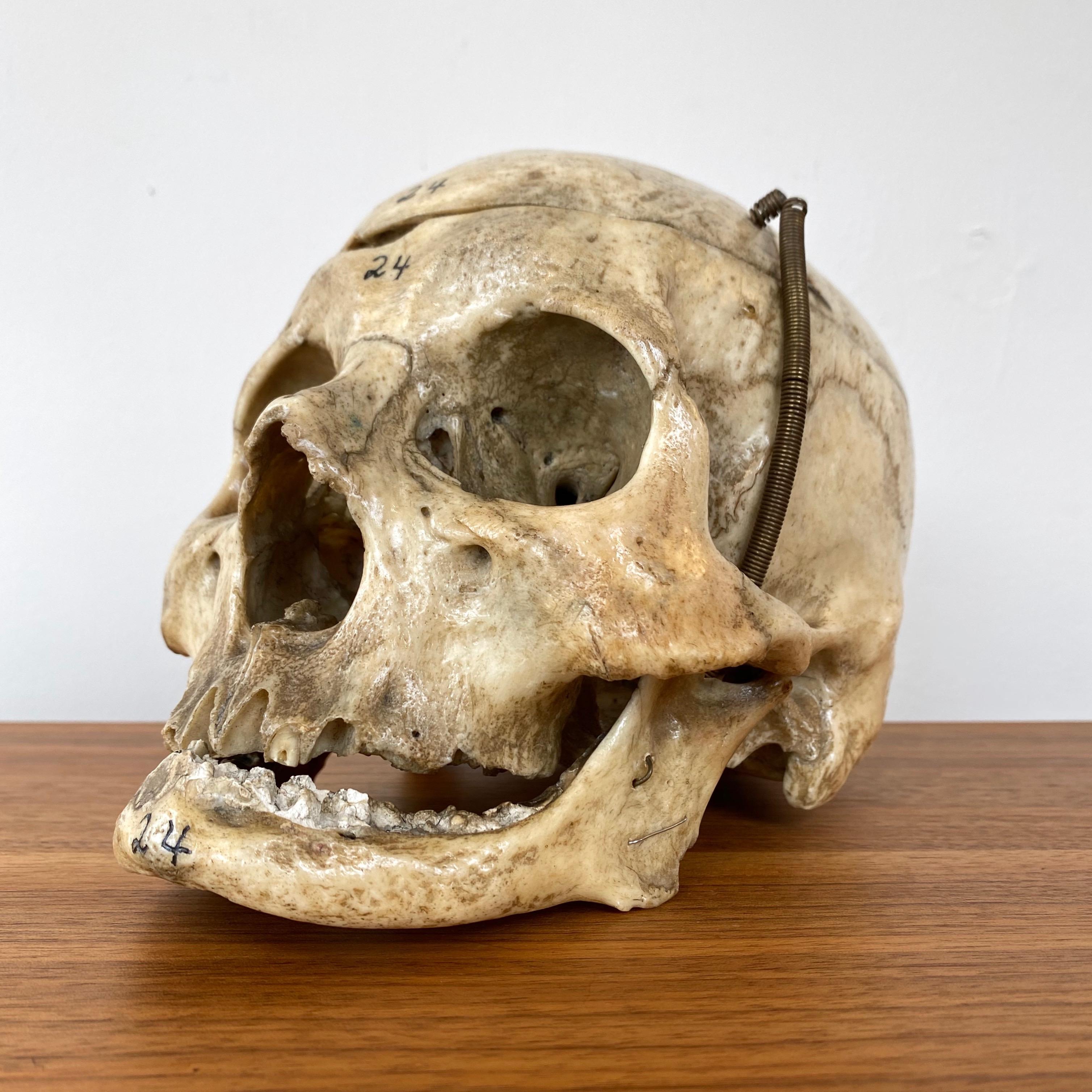 human skull for sale