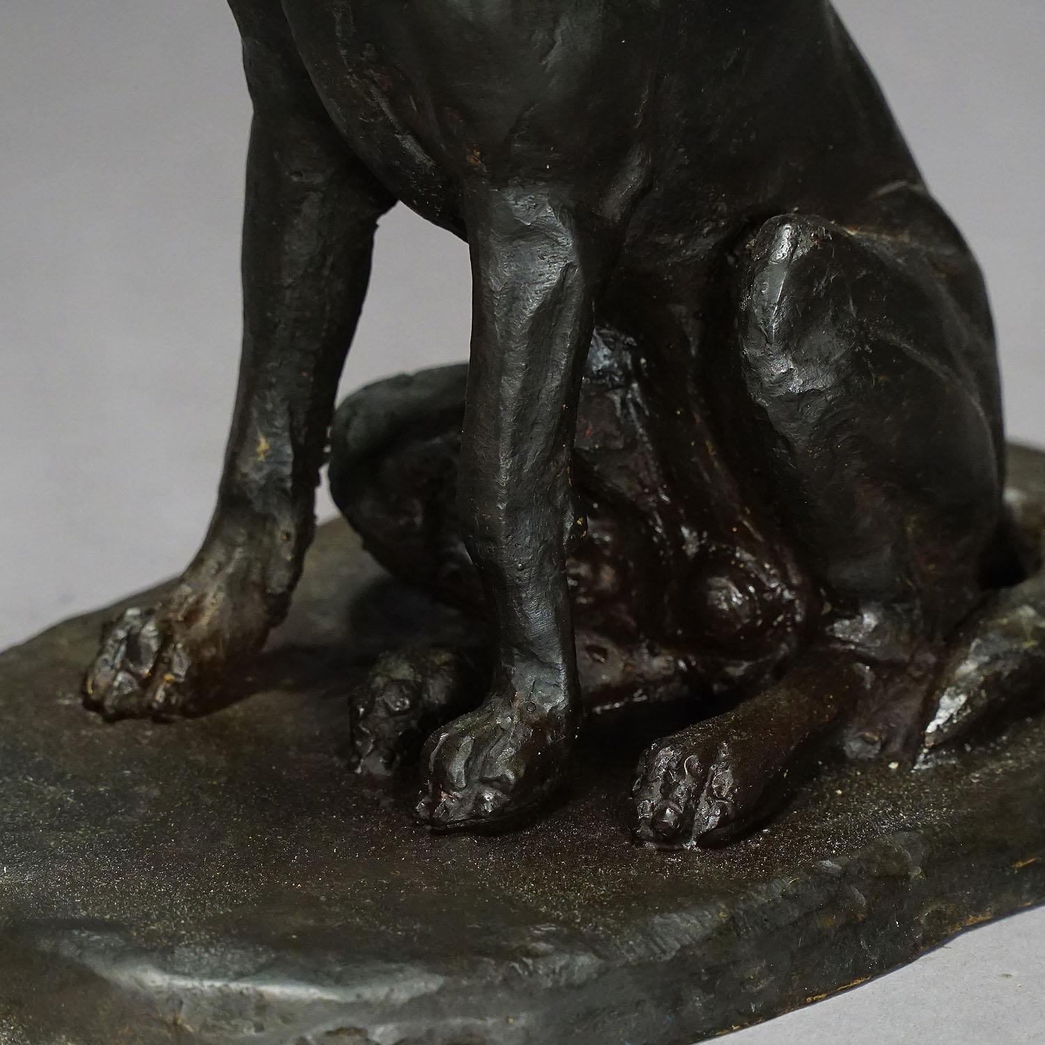Antique Artistic Bronze Cast of a Retriever, Germany, circa 1900 1
