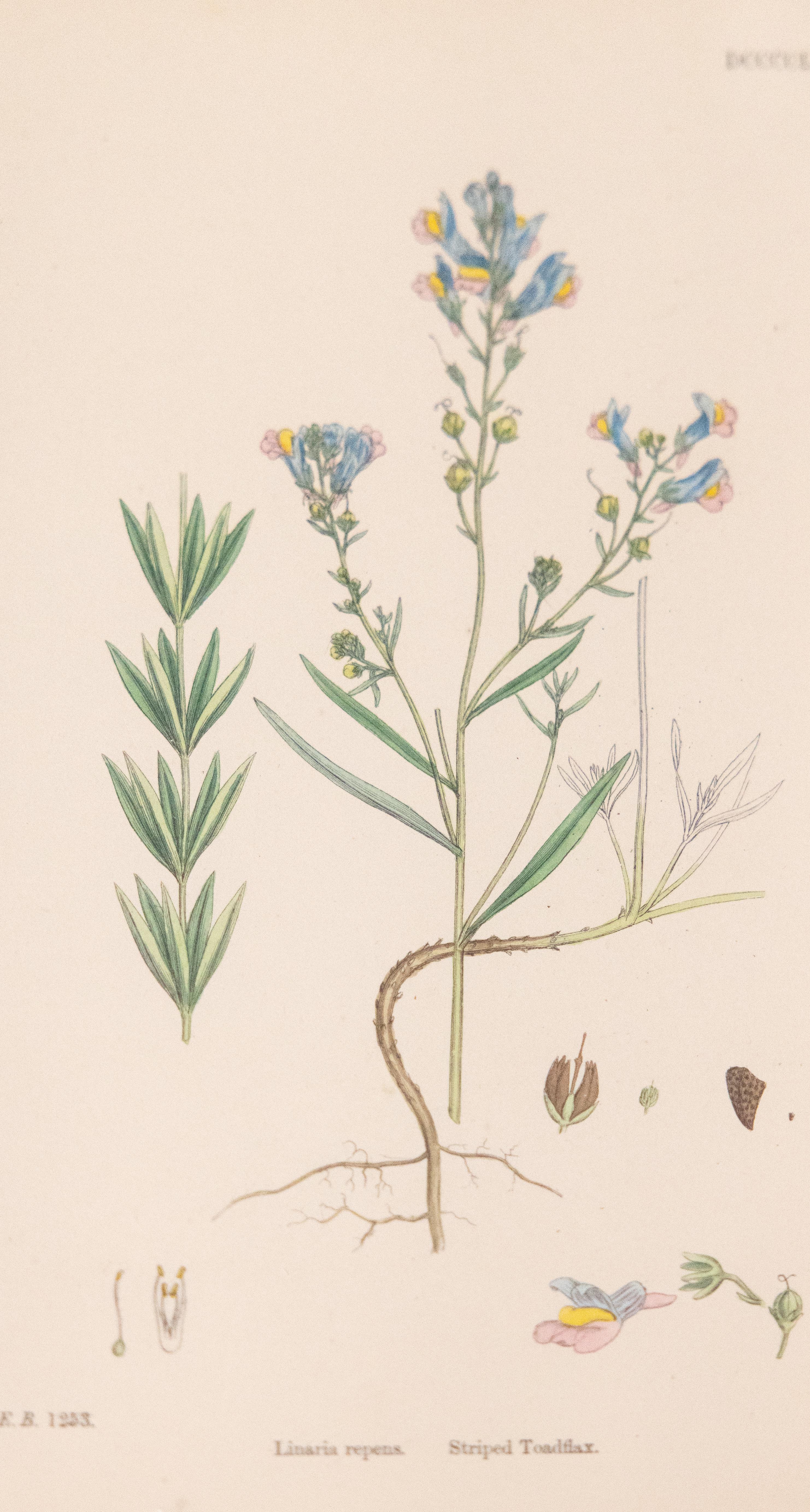 Antike Arts and Crafts-Fensterschärchen mit botanischen Pflanzen aus dem 19. Jahrhundert im Angebot 2