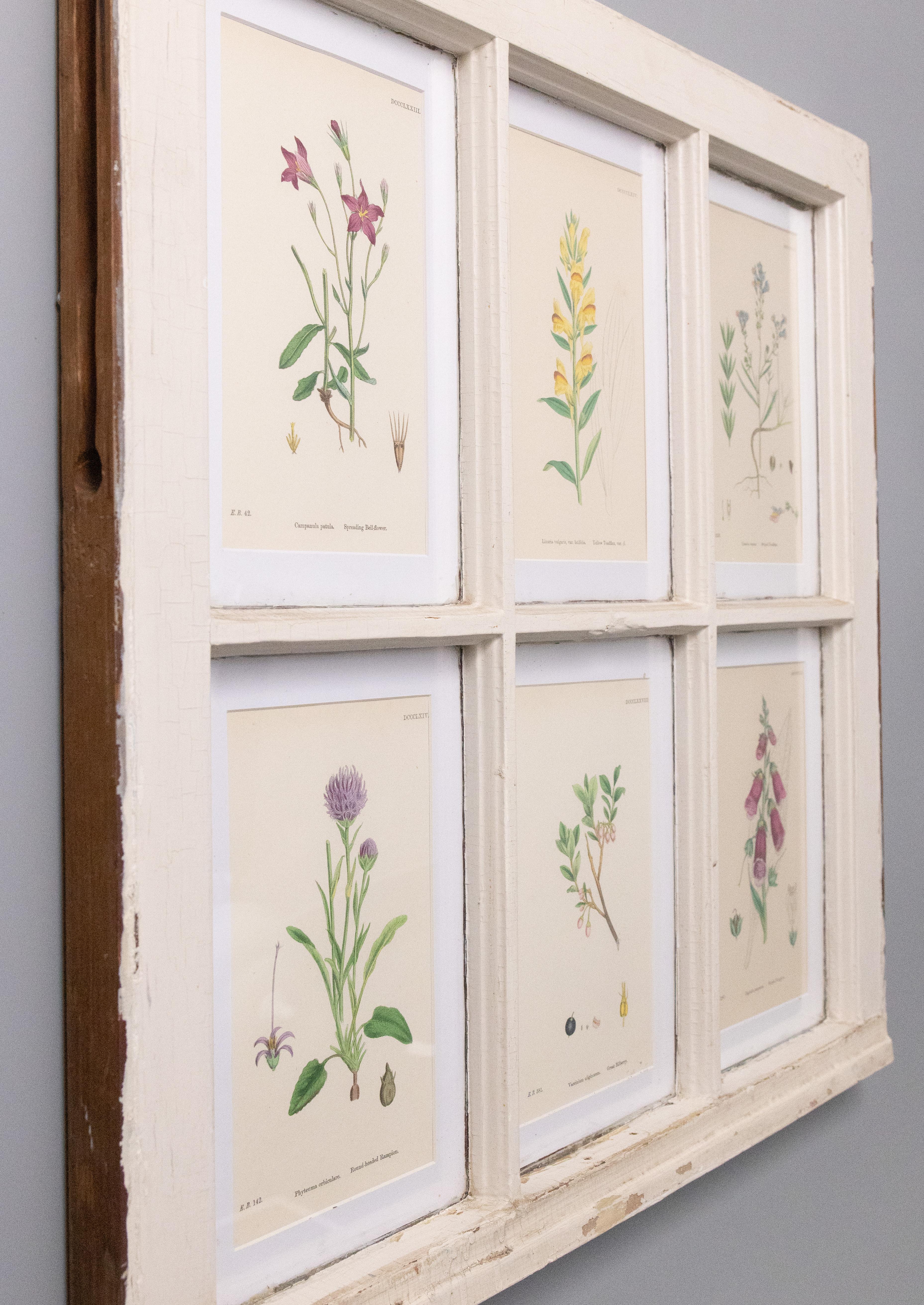 Marvelous old antique top window sashes, salvaged from an arts and crafts home, built in the early 1920's. They retain the original wavy glass. Mounted within are six 19th century custom matted botanical engravings 